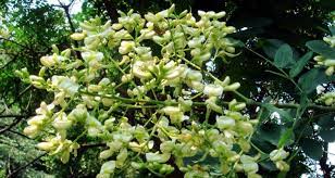 sophora du japon